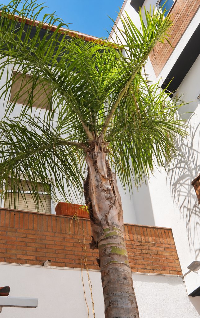 La palmera del patio interior, vista desde abajo entre las paredes blancas y de ladrillo del edificio.