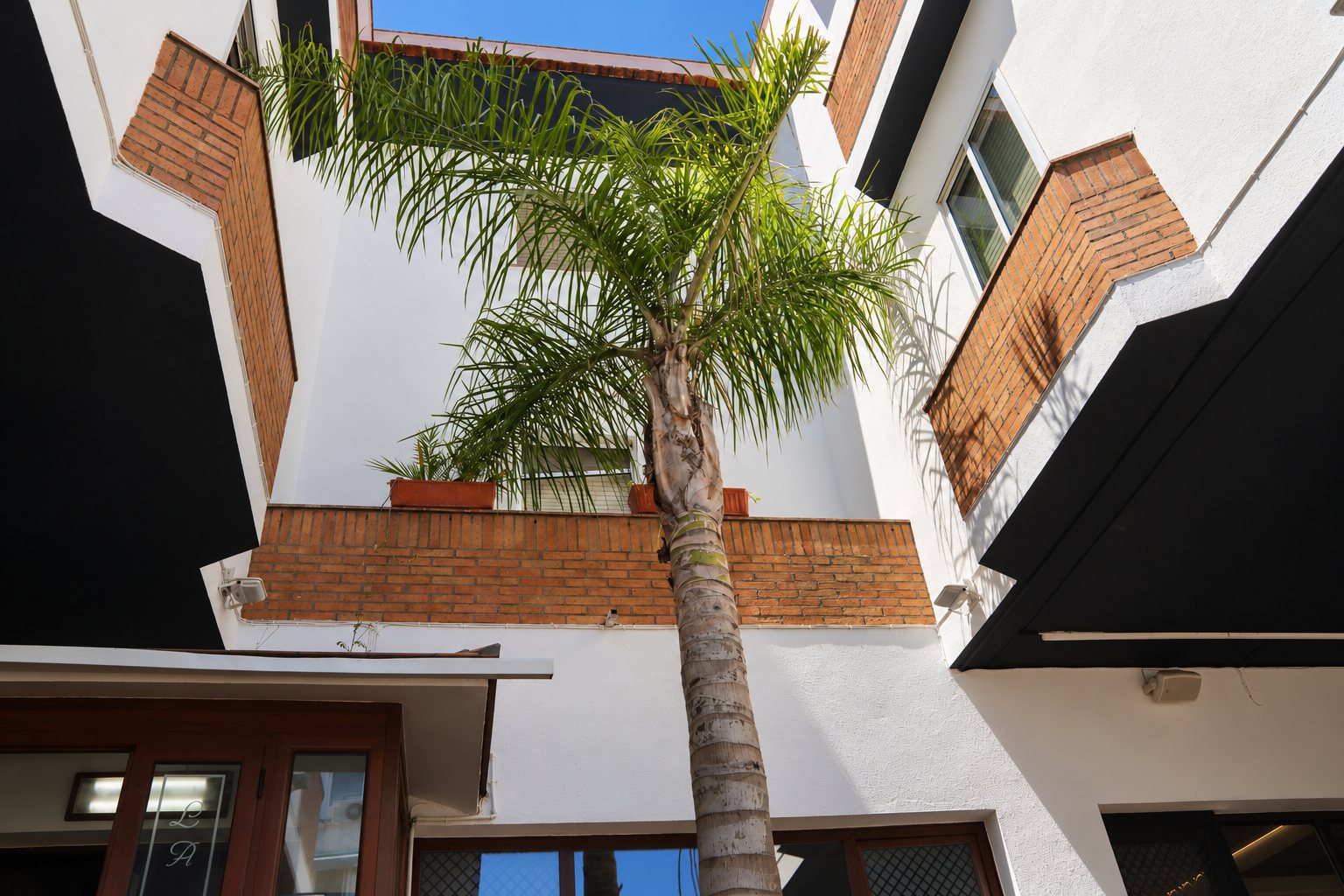 El patio interior con la palmera creciendo entre las paredes blancas, el ladrillo y las ventanas de madera.